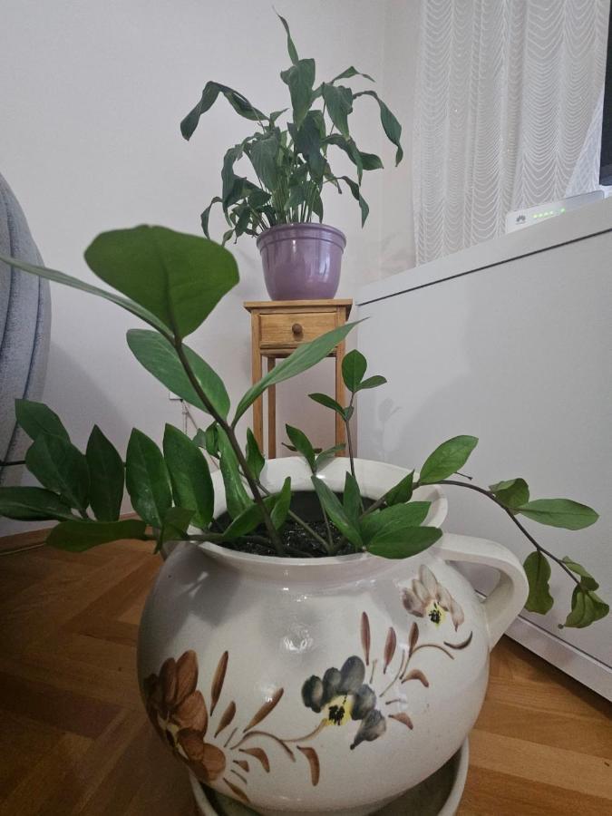 מוסטר Apartman Zeljko מראה חיצוני תמונה
